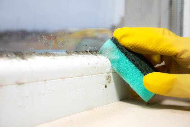 Best Mold Cleaning Services  in Parma, ID