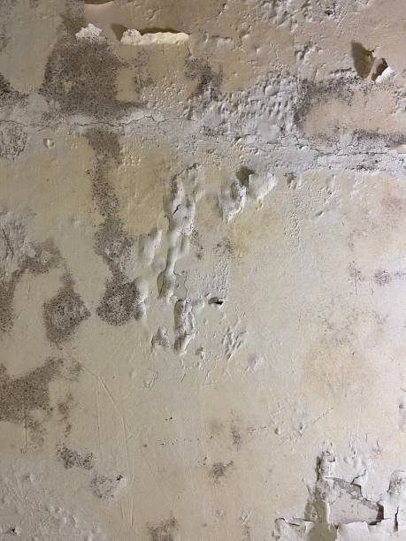 Best Mold Remediation Experts  in Parma, ID