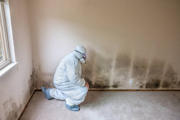 Office Mold Removal Services in Parma, ID