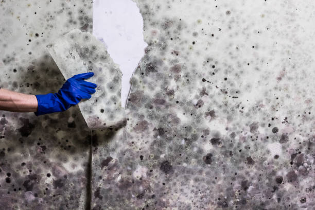 Best Attic Mold Removal  in Parma, ID